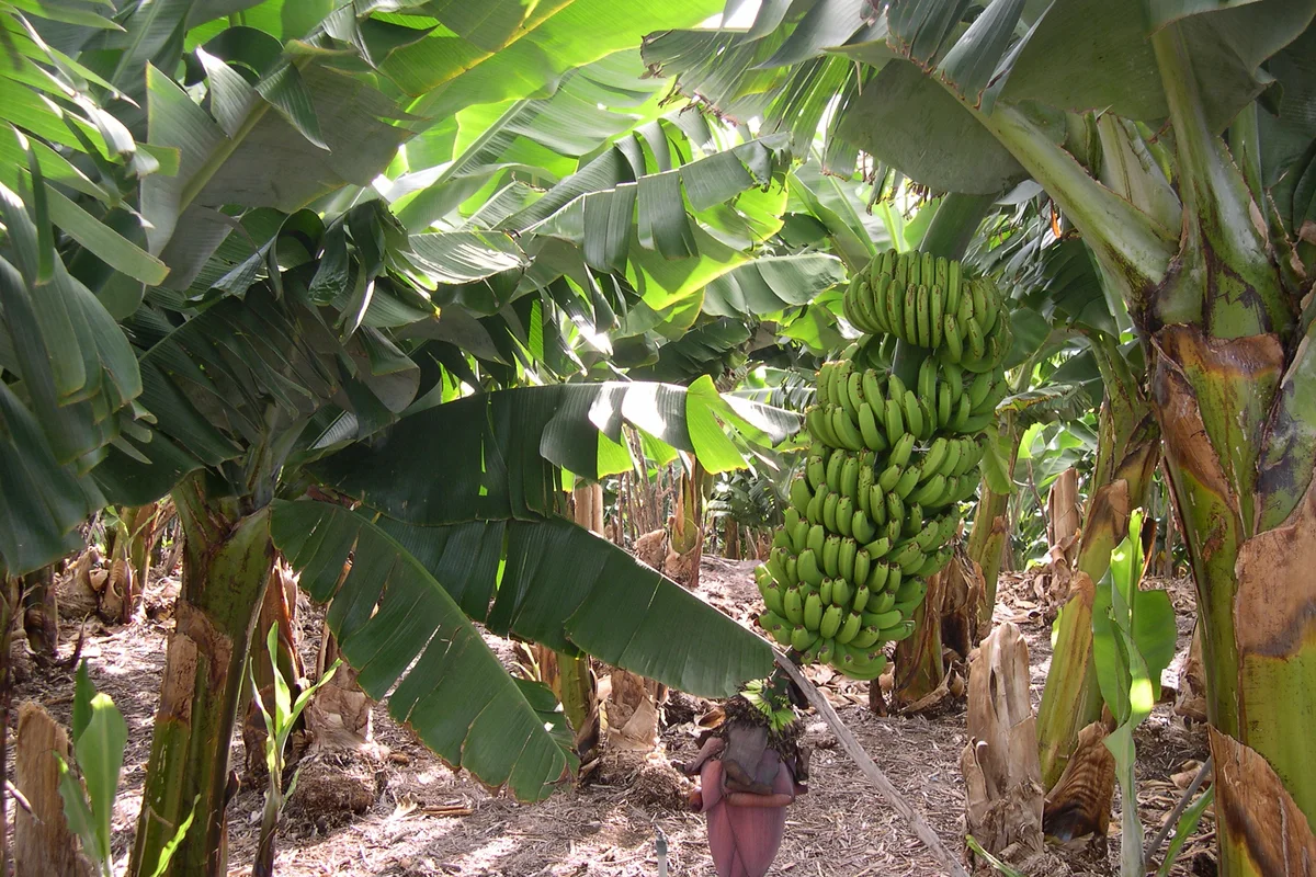 Plantación de banano