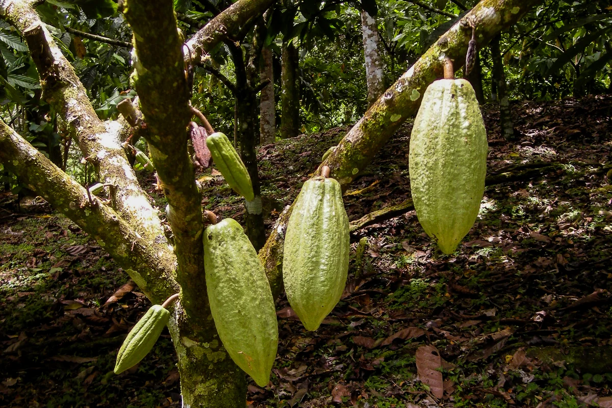 Mazorcas de cacao en el árbol