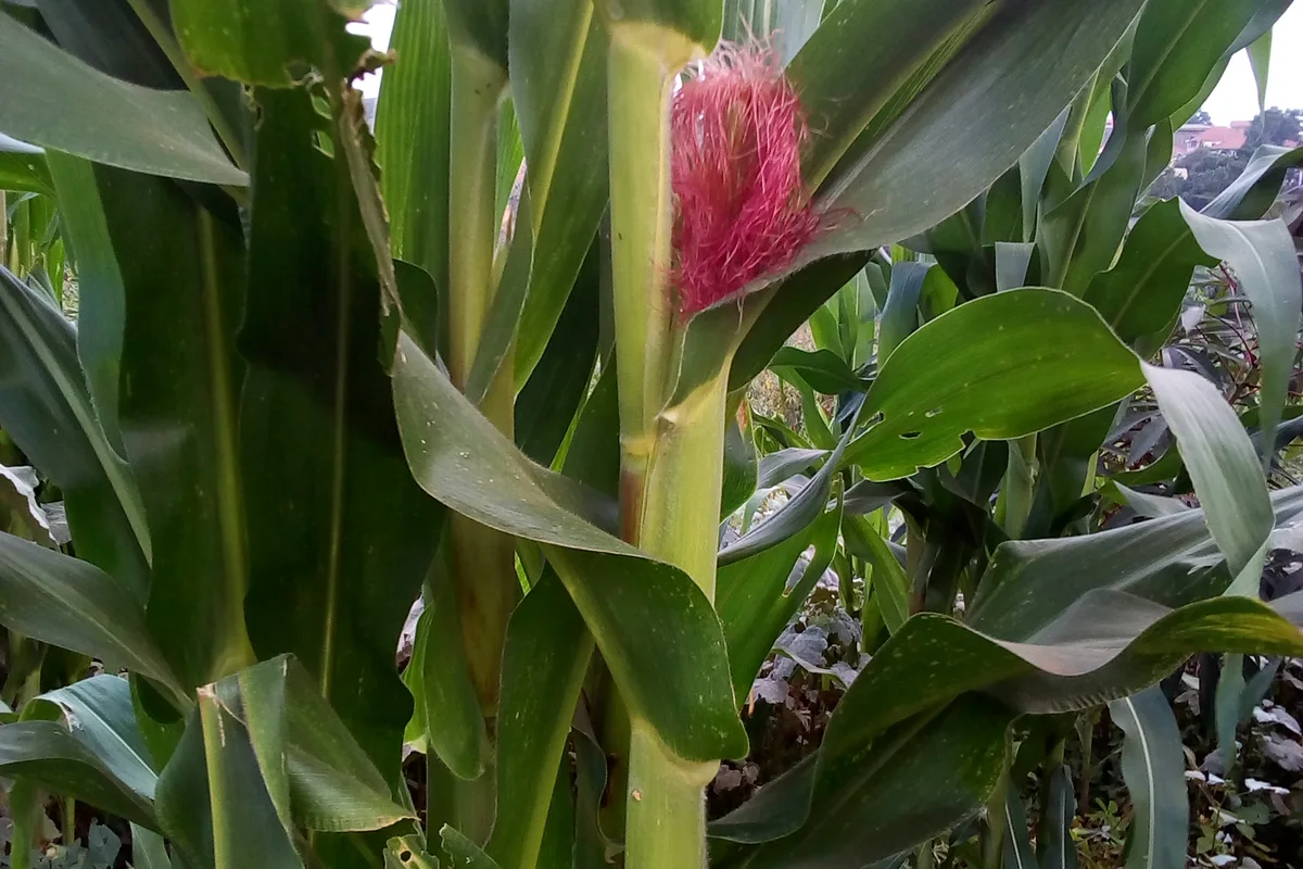 Cultivo de maíz