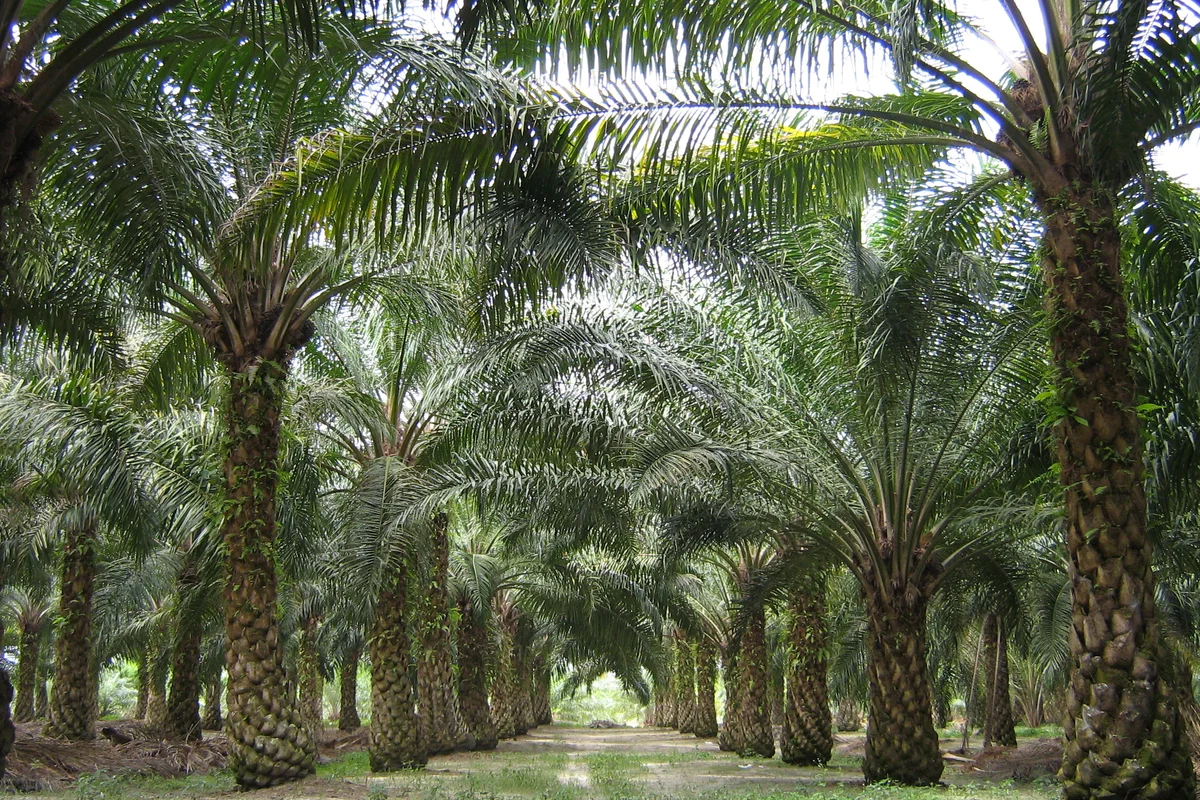 Plantación de palma aceitera