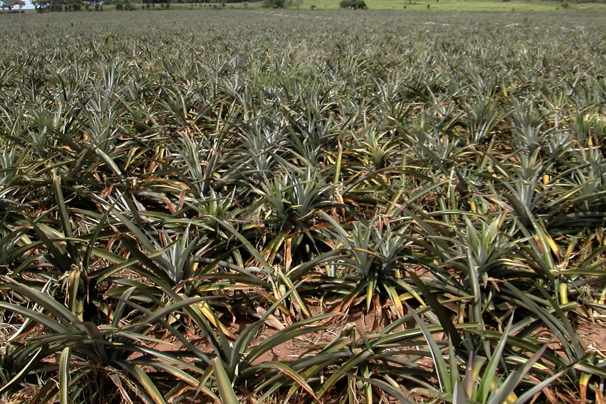 Cultivo de piña