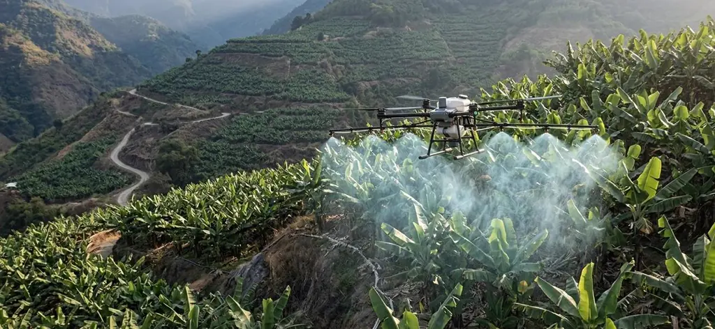 Dron agrícola fumigando una bananera en ladera, donde la máquina de tierra no llega